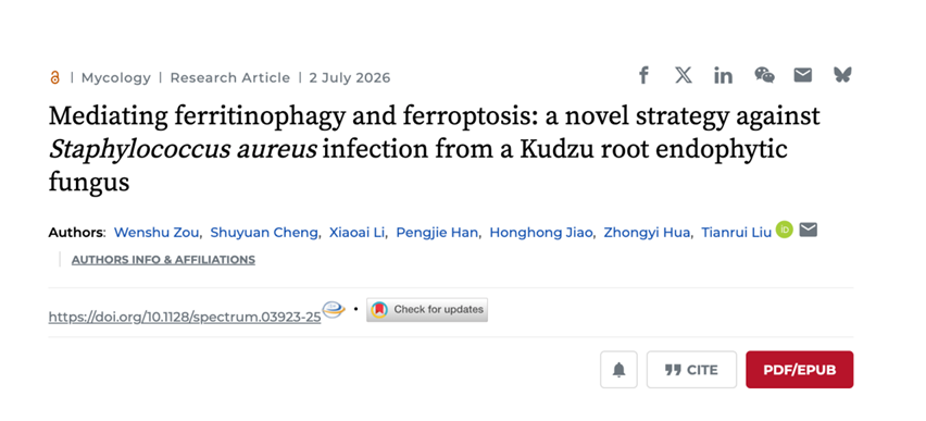 Microbiol. Spectr丨健康产业研究所刘天睿团队揭示葛根内生真菌介导铁蛋白自噬-铁死亡抗金黄色葡萄球菌感染新机制